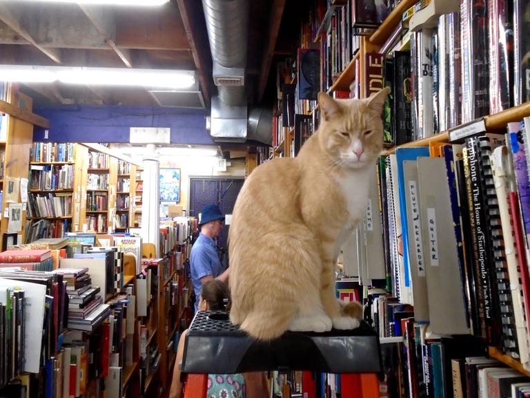 Sleepy cat on a ladder at Iliad Bookshop