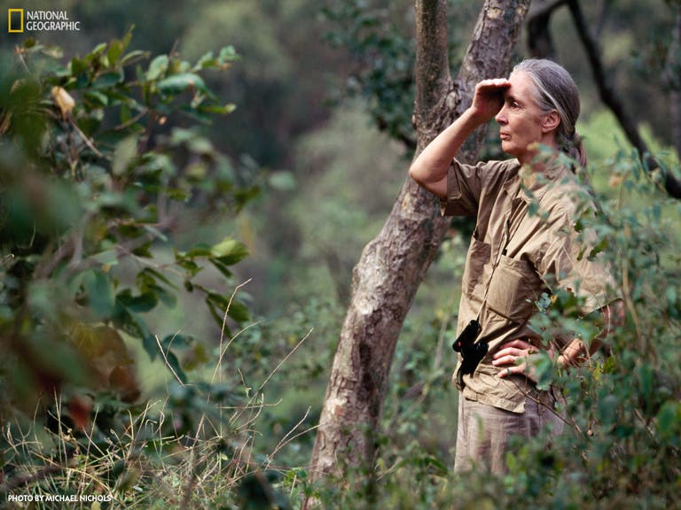 Photo of Jane Goodall watching the Gombe chimpanzees